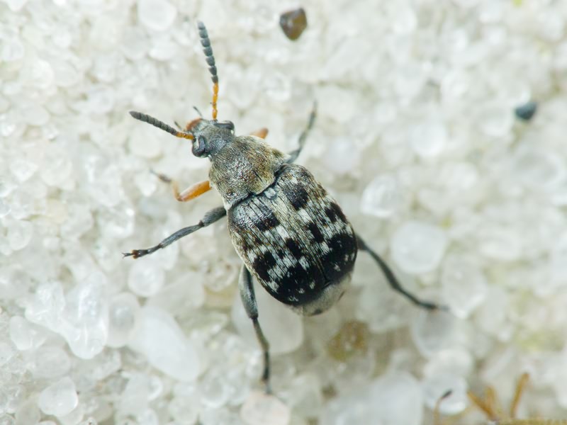 Bruchus affinis Frölich, 1799